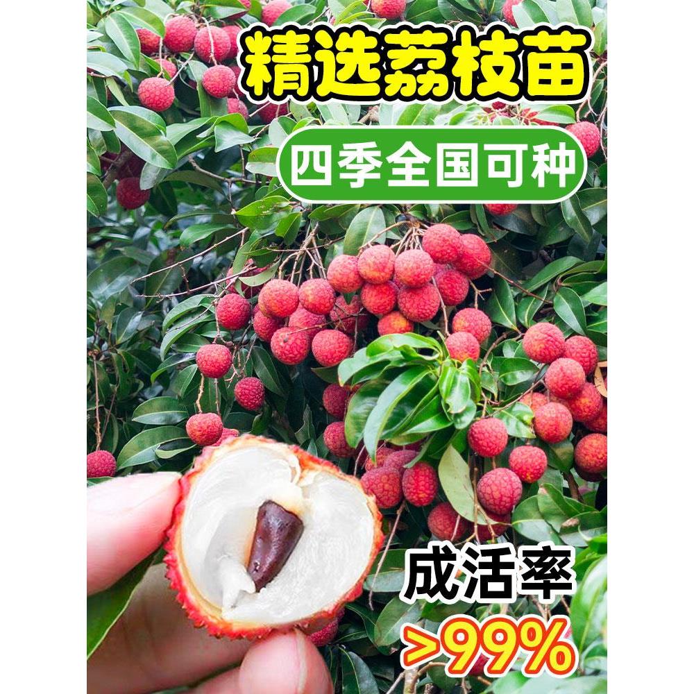 广东荔枝树苗桂味妃子笑无核荔枝嫁接苗带土带叶南方种植当年结果