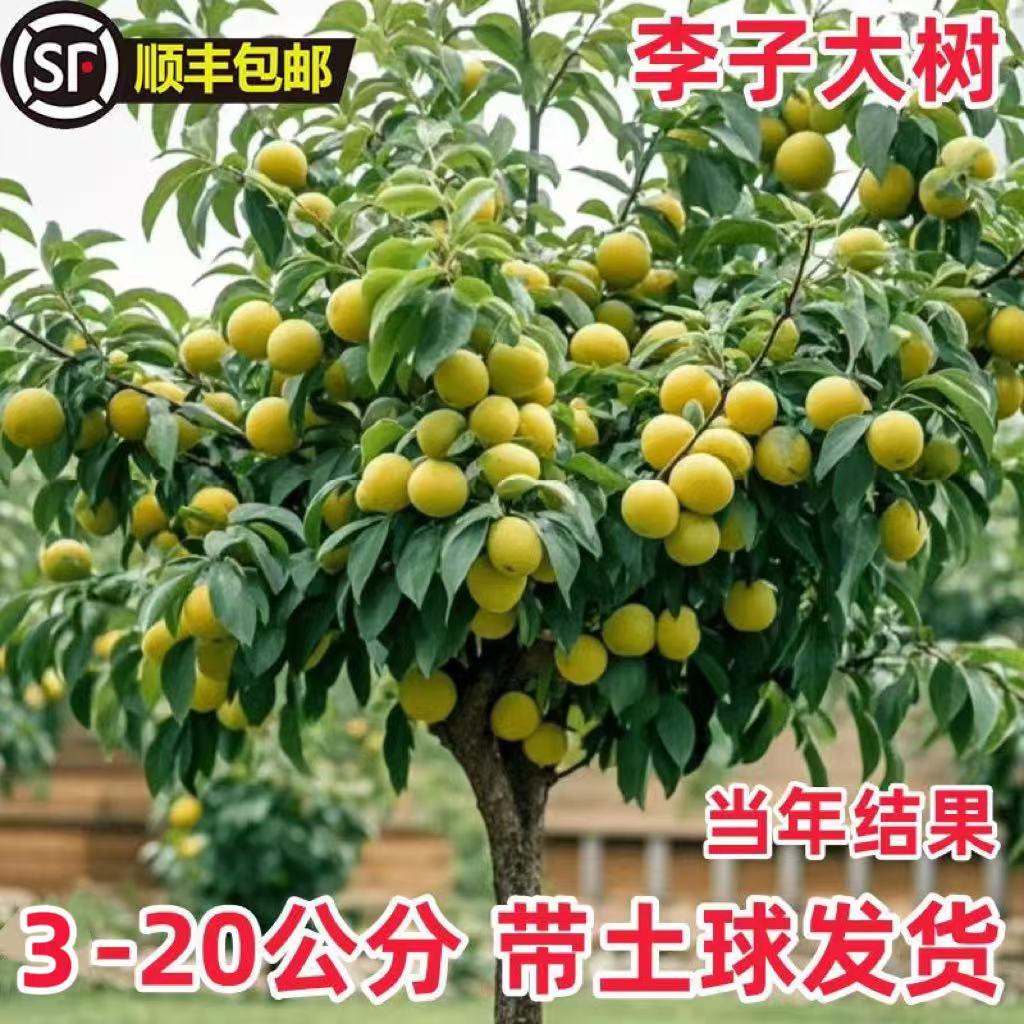 蜂糖李子树苗嫁接特大晚熟脱骨青脆李子果树苗南北方种三华李树苗