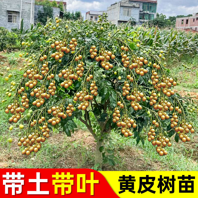 黄皮树苗广西果苗贵妃嫁接无核大果鸡心黑金紫肉南方种植黄皮苗