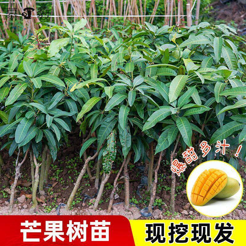 【基地直发】正宗金煌芒果树苗嫁接苗四季矮化台农芒带土带叶盆栽