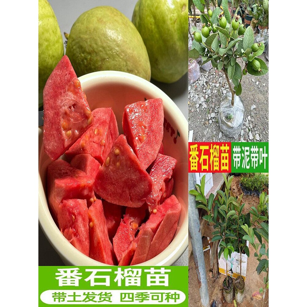 抗寒嫁接番石榴树苗红心芭乐果苗高产四季种植红宝石胭脂红特大苗