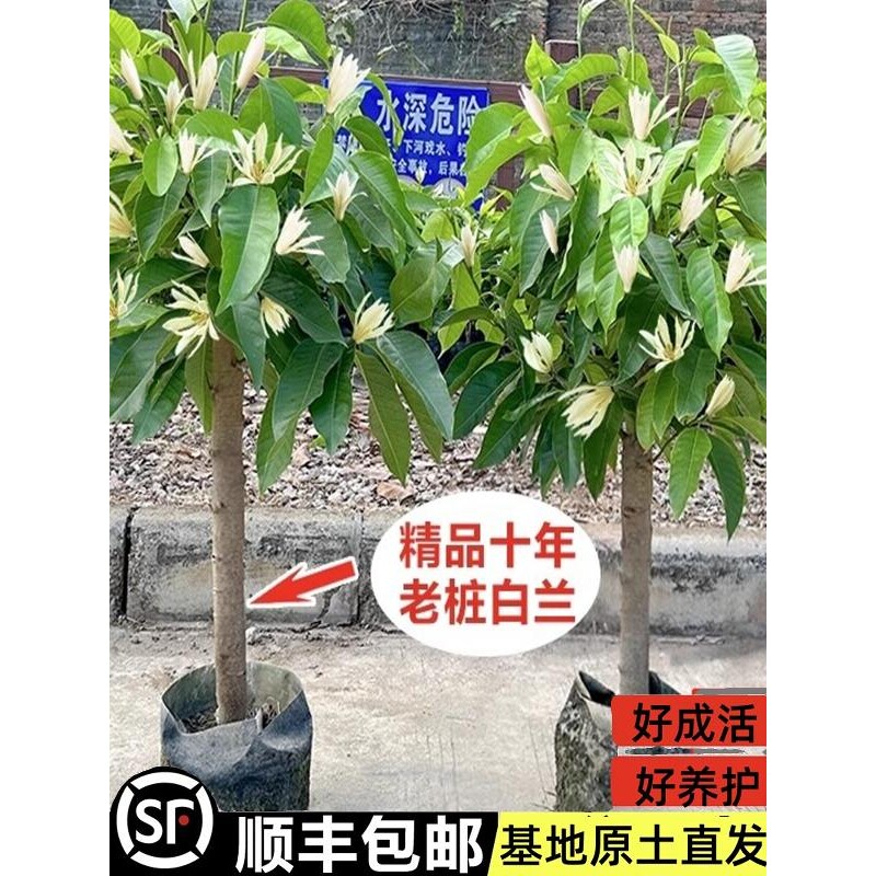 白兰花盆栽老桩玉兰花树苗黄角兰带花苞室内庭院浓香型四季好养