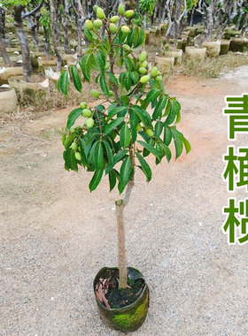 果苗橄榄果树苗 甜橄榄多果青橄榄正宗金玉三棱橄榄苗嫁接地栽苗
