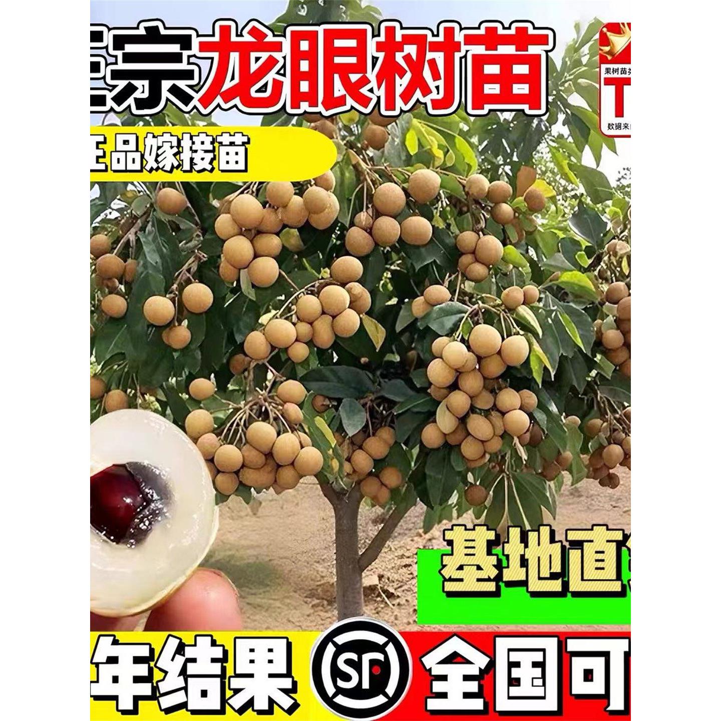 龙眼树苖嫁接盆栽水果树苗储良桂圆石硖南方四季种植地栽当年结果