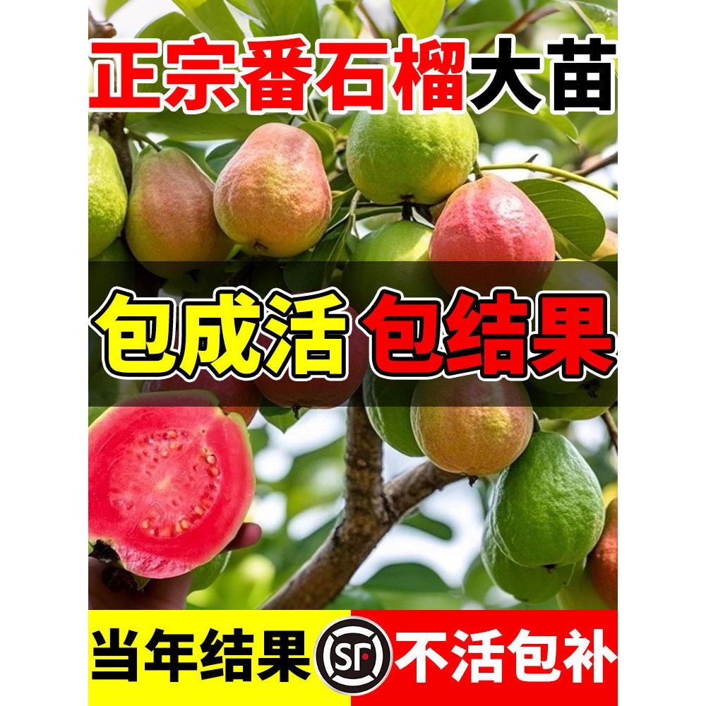 番石榴树苗芭乐红心果树果苗嫁接南北方种植庭院盆栽地栽四季果树