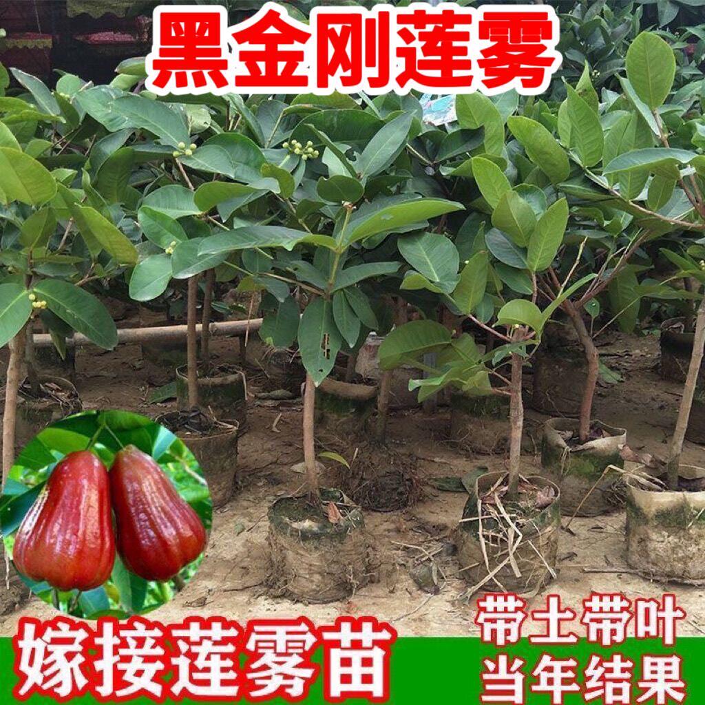 黑金刚莲雾果苗嫁接莲雾树苗当年结果