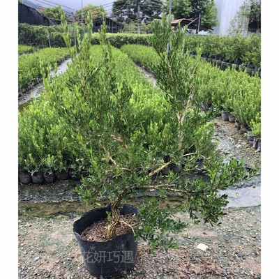 皱皮黄杨正宗广东雀舌黄杨软枝素材造型树苗绿植精品小苗基地直发