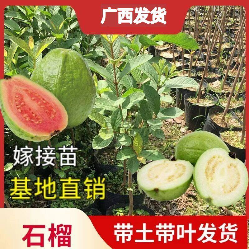 番石榴苗四季珍珠白肉红心芭乐少籽红宝石嫁接带土果树苗当年结果