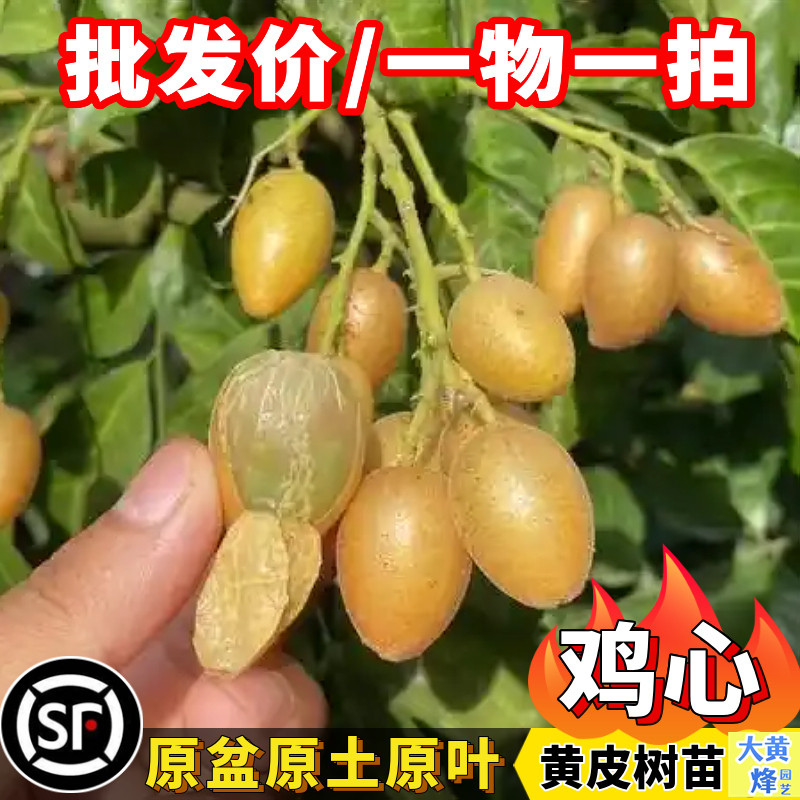 黄皮苗热卖正宗鸡心黄皮嫁接苗当年开花结果南方阳台庭院盆栽树苗