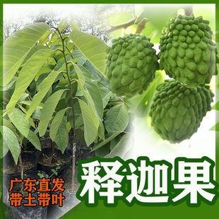 台湾凤梨释迦果苗正宗嫁接番荔枝苗凤梨佛头果 林檎果苗当年结果