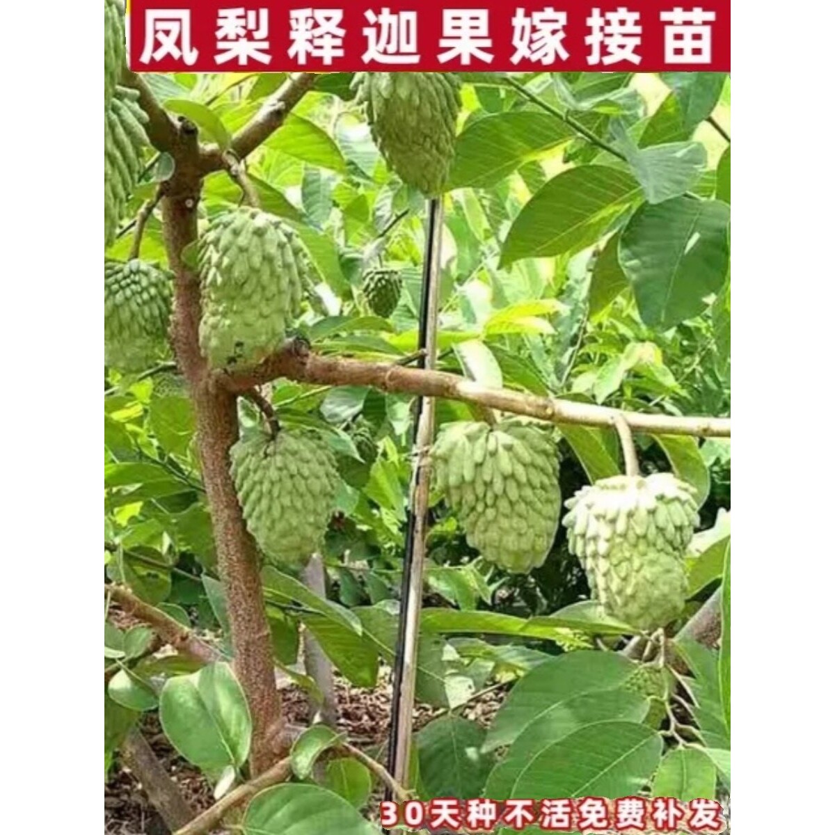 正品嫁接台湾凤梨释迦果树苗榴莲释迦大目释迦果树苗