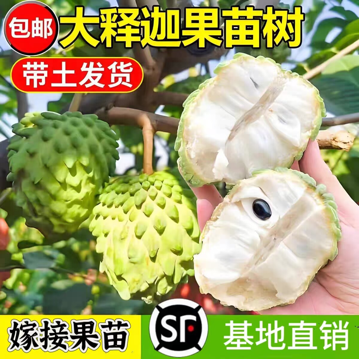 释迦果苗树台湾凤梨牛奶嫁接果树果苗榴莲庭院南方种植盆栽地栽苗