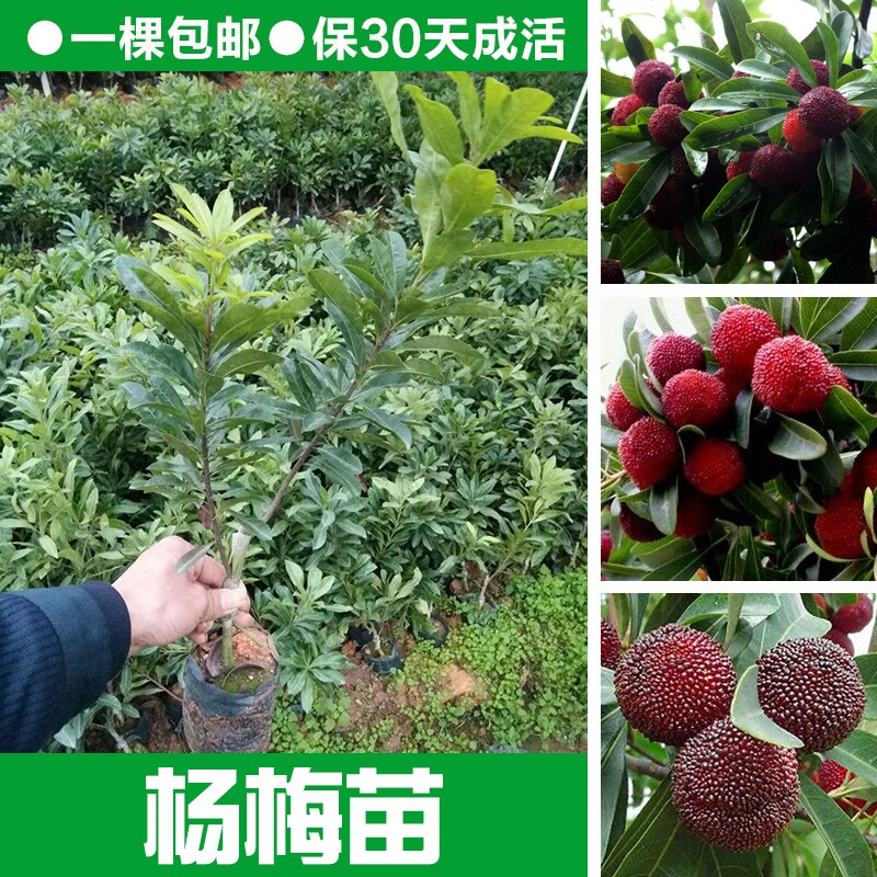 杨梅树苗嫁接东魁杨梅树苗六月杨梅迟熟早熟带叶带土发货