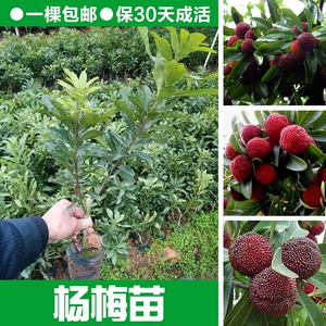 杨梅树苗嫁接东魁杨梅树苗六月杨梅迟熟早熟带叶带土发货