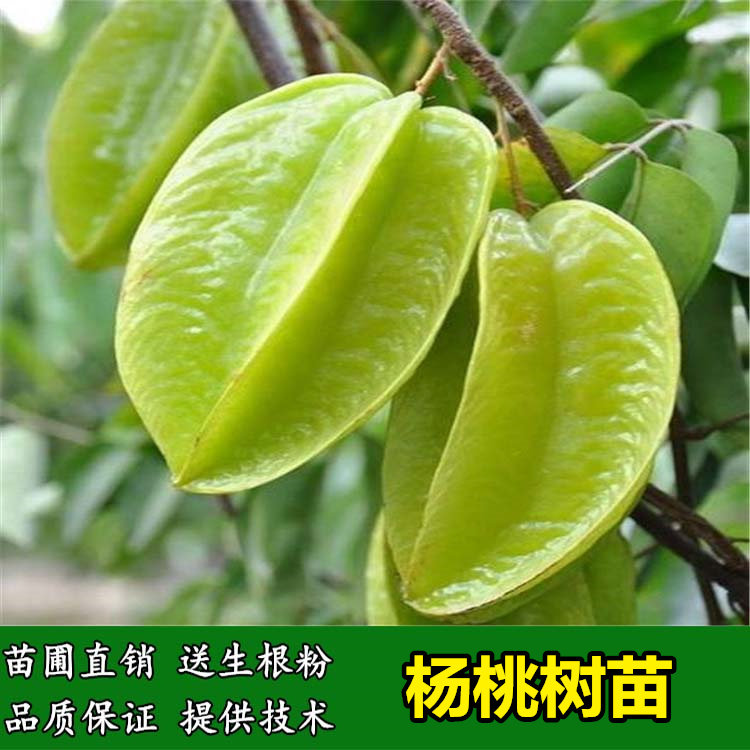 杨桃果树苗特大甜杨桃嫁接苗四季结结果盆栽地栽庭院种植