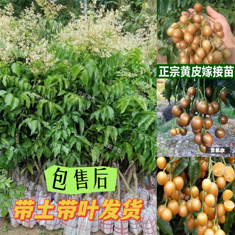 嫁接无核鸡心黄皮树苗大果贵妃黄皮黑皮树新品种紫肉黄皮南方种植