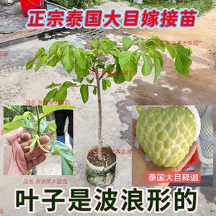 正宗泰国大目释迦果苗澳洲红龙释迦果树榴莲释迦新品种带土带叶