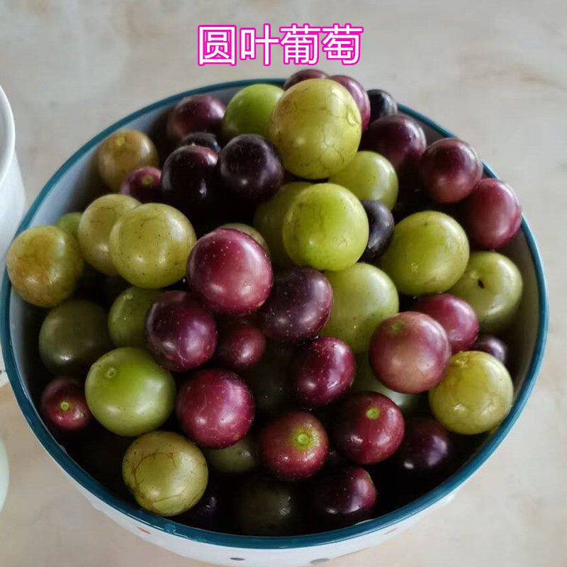 美国圆叶葡萄苗红富士葡萄寒香蜜葡萄夏黑葡萄阳光玫瑰提子巨峰