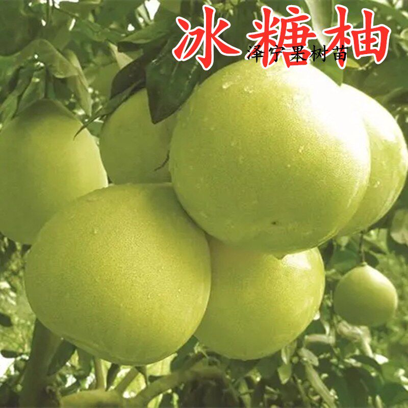 冰糖柚子树苗带土南北方庭院地栽特大果苗阳台盆栽嫁接当年结果