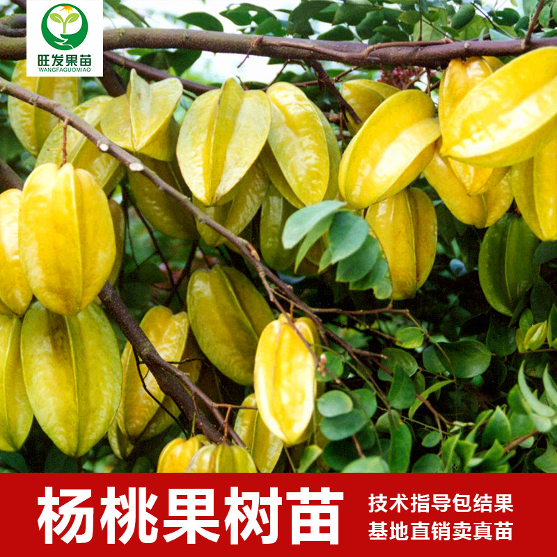 马来西亚红红杨桃苗嫁接杨桃树苗台湾四季红杨桃苗地栽杨桃果树苗