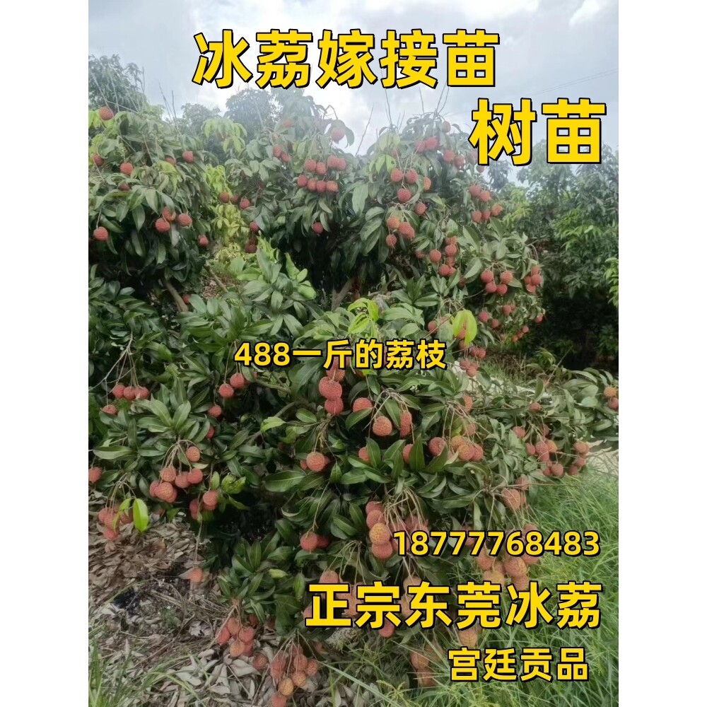 冰荔荔枝苗嫁接苗新品种仙进奉观音绿荔枝树苗盆栽带土叶当年结果