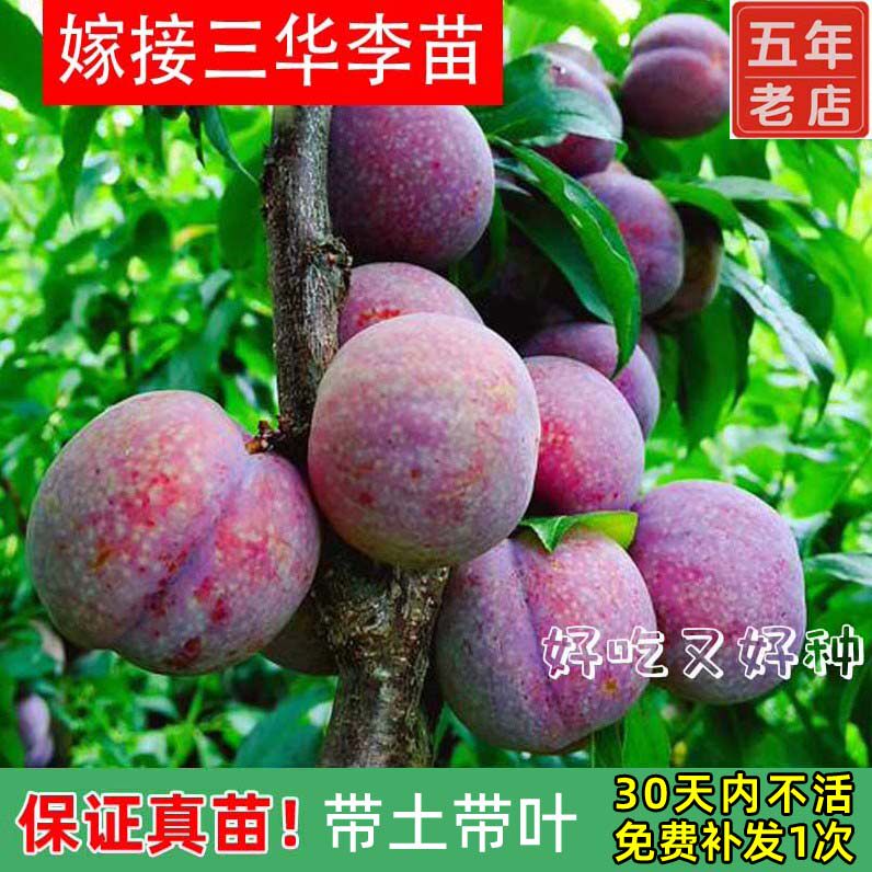 正宗钱排银妃三华李子树苗嫁接水果苗红心早熟李子苗蜂糖李子树苗