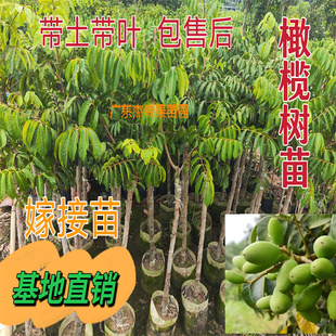 广东潮汕橄榄果树苗二号橄榄树甜种青橄榄金玉三棱橄榄苗乌橄榄苗