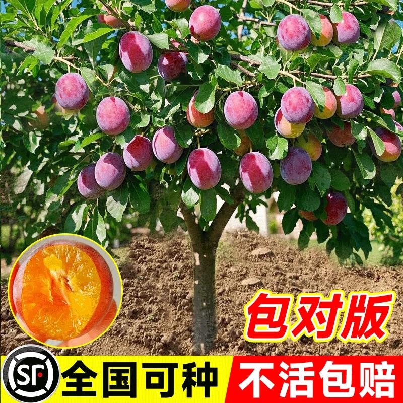 西梅树苗嫁接西梅女神李子苗特大盆栽地栽北南方庭院种植当年结果