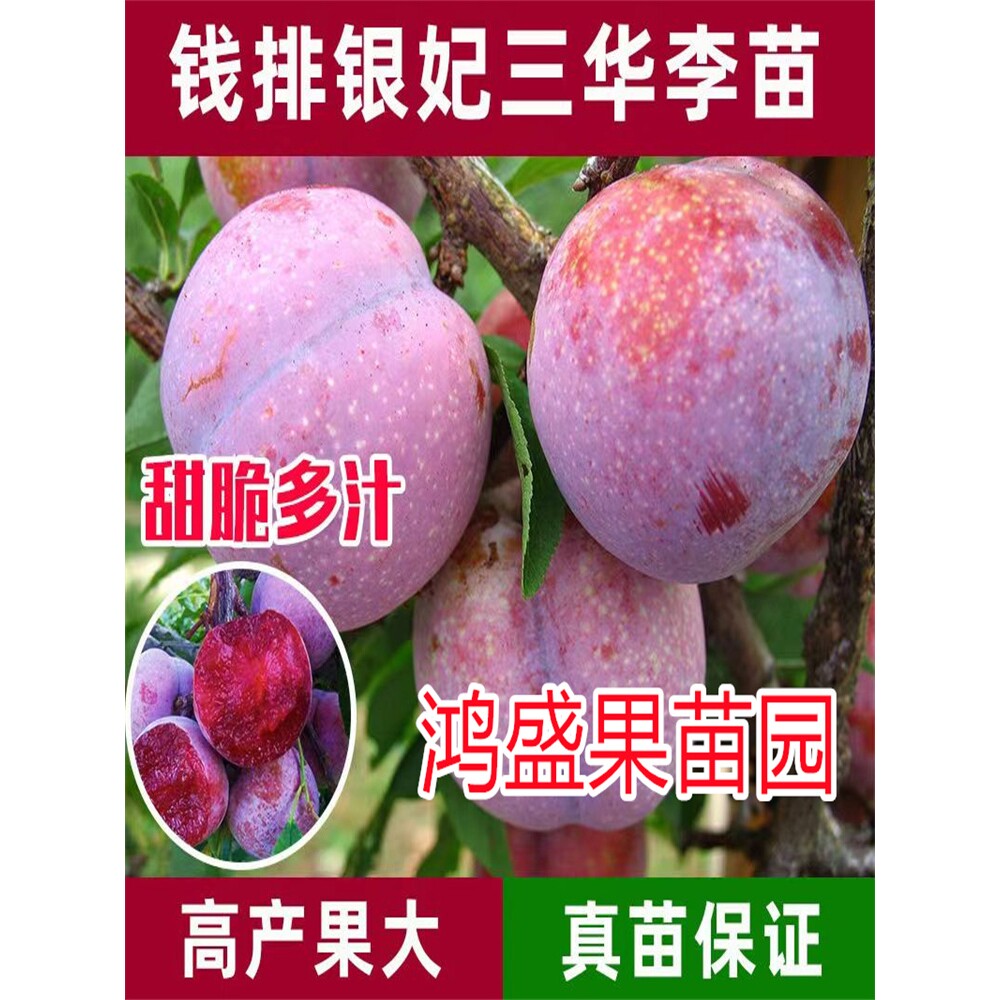 三华李蜂糖李子树苗嫁接特大早熟脱骨青脆李子果树苗南北方种树苗