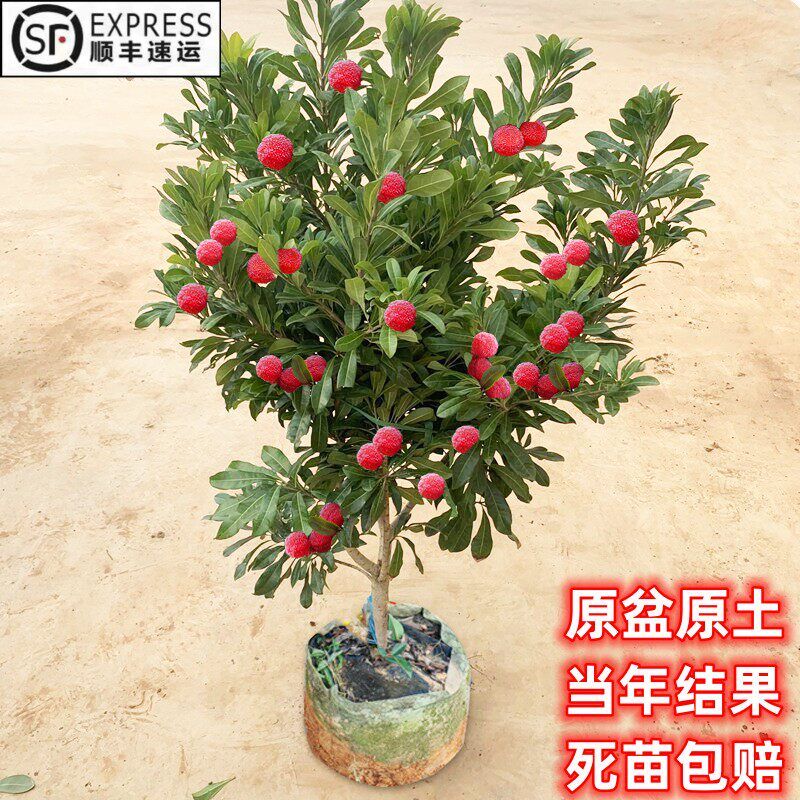 嫁接东魁杨梅树树苗南方水晶杨梅果树果苗早熟特大东槐苖当年结果