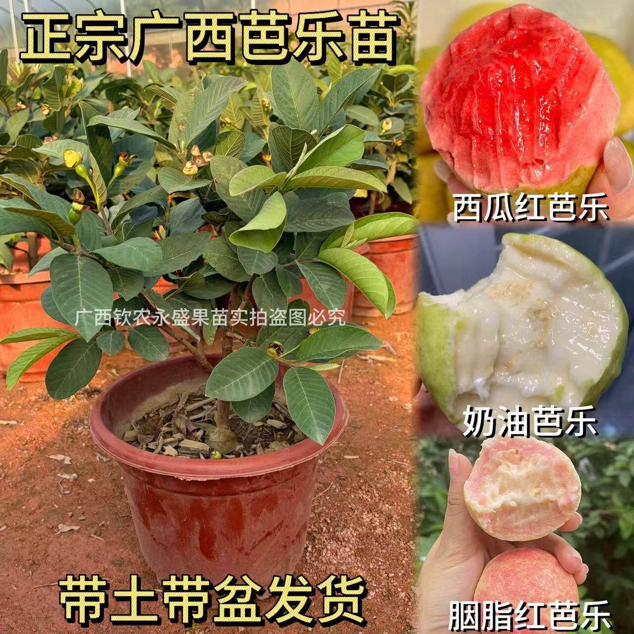 珍珠番石榴粉红芭乐树苗台湾芭乐无籽粉红芭乐苗盆栽南方果苗