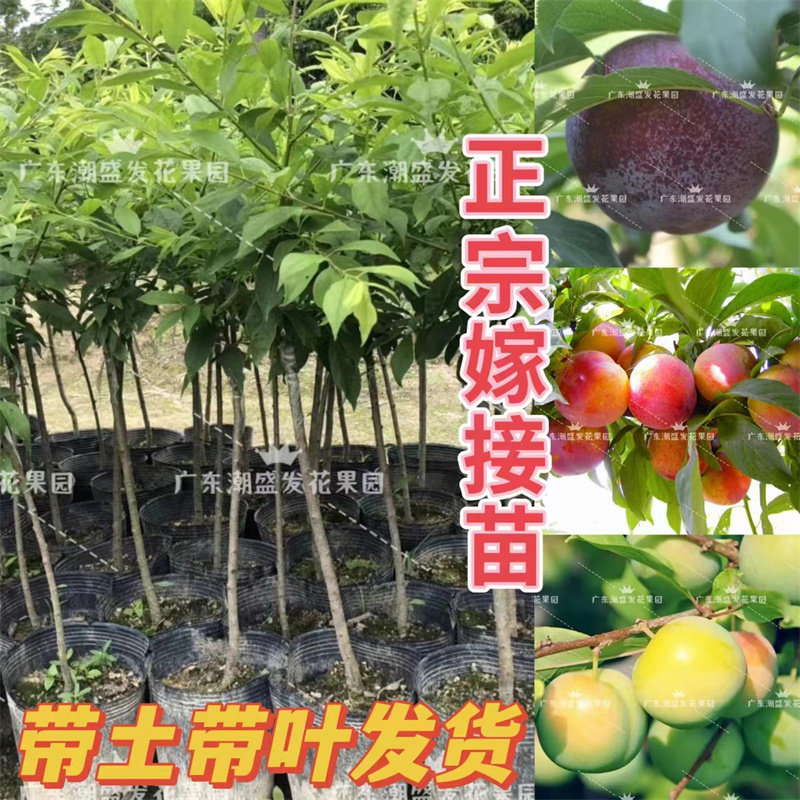 正宗三华李子树苗嫁接李子南方种植脆红早熟三月李子果苗当年结果