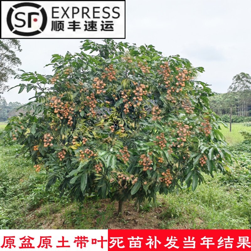龙眼树苖嫁接盆栽水果树苗储良桂圆石硖南方四季种植地栽当年结果