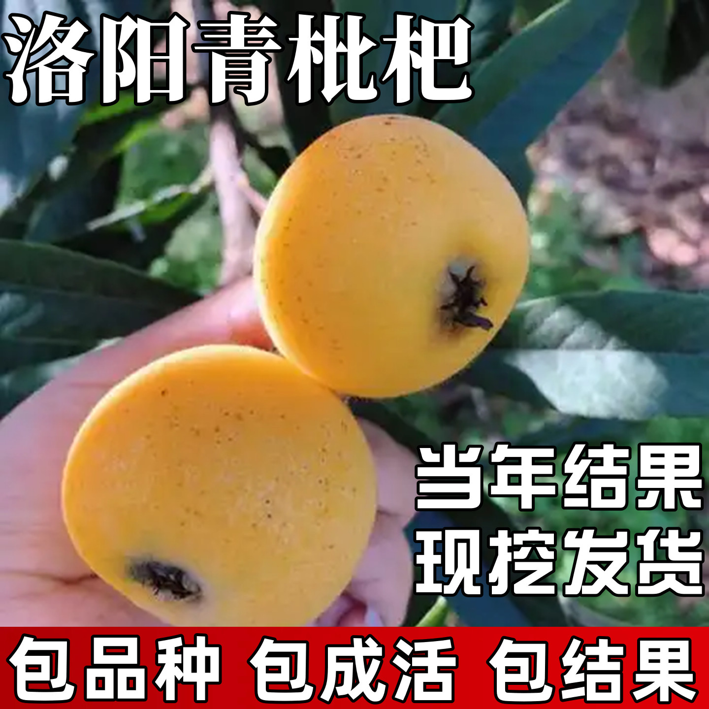 洛阳青枇杷苗南北方庭院耐寒大树带土盆栽嫁接枇杷树果苗当年结果