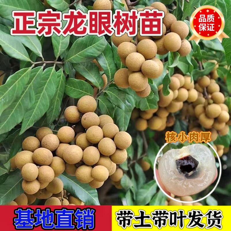 龙眼树苗嫁接盆栽水果树苗储良桂圆石硖全国四季种植果树当年结果