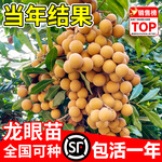 龙眼树苗嫁接苗大苗果苗矮化老桩石峡储良四季龙眼树小苗桂圆树苗