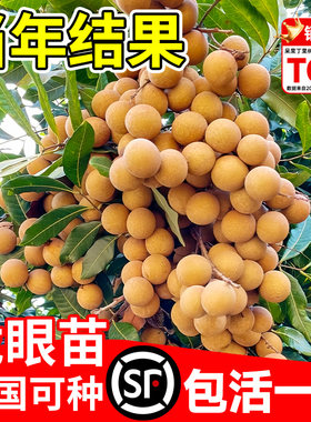 龙眼树苗嫁接苗大苗果苗矮化老桩石峡储良四季龙眼树小苗桂圆树苗