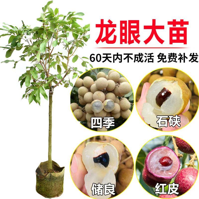 龙眼树苗 桂圆苗石硖龙眼苗四季龙眼苗 盆栽地栽果树苗 带果发货
