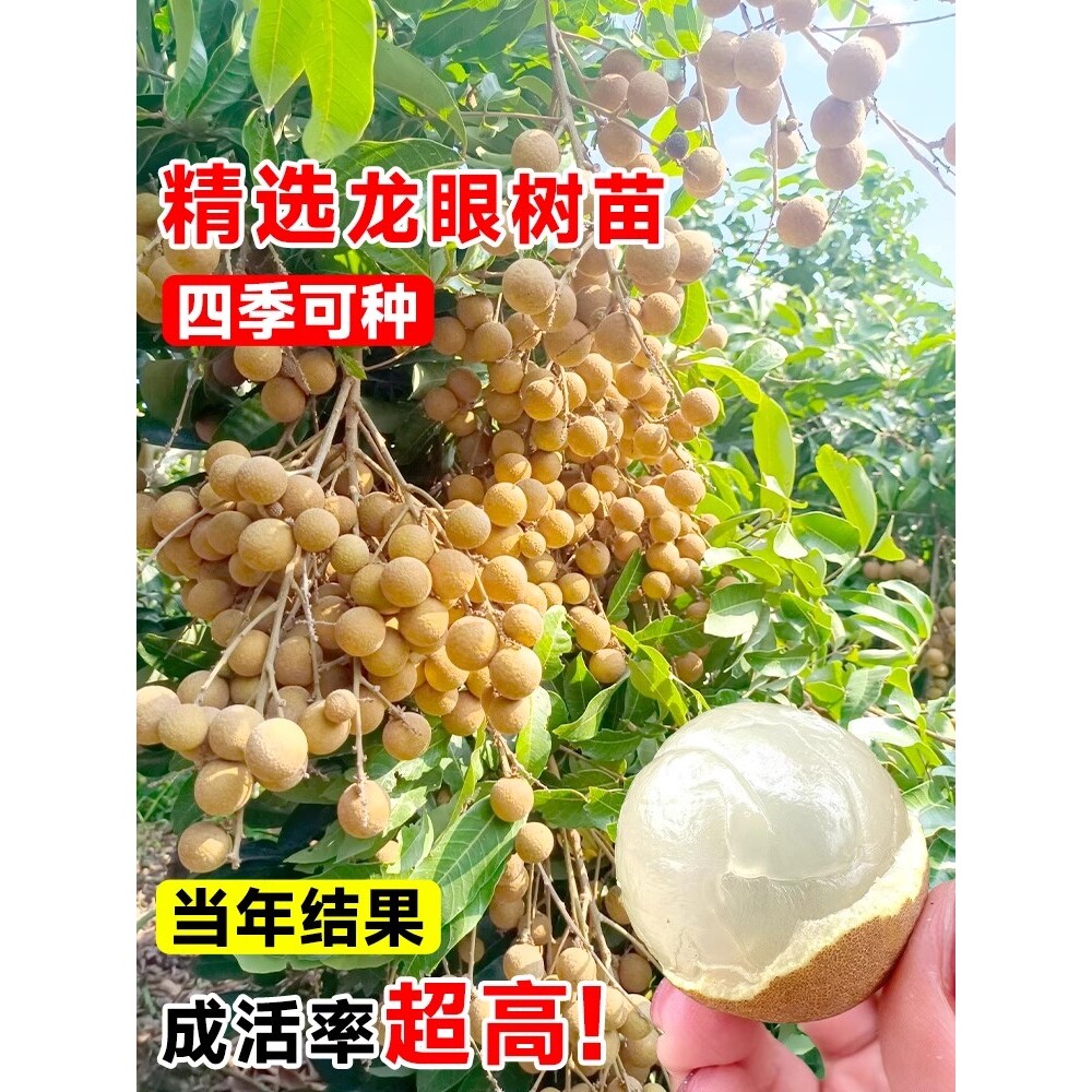 龙眼树苗嫁接苗盆栽果树苗桂圆树苗南方种植当年结果龙眼树果苗