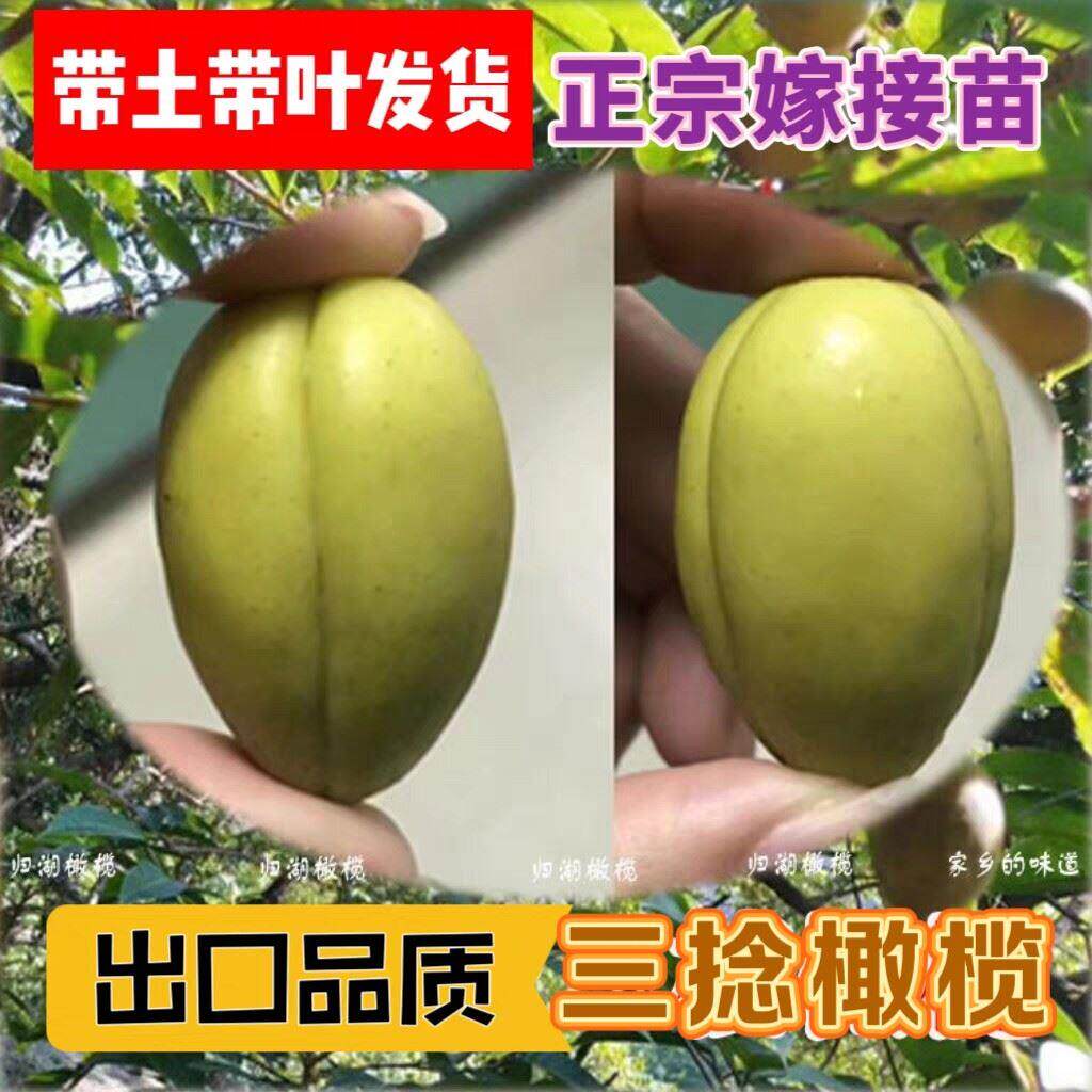 潮汕正宗金灶三棱橄榄树苗甜种橄榄嫁接苗青橄榄苗乌橄榄带土带叶
