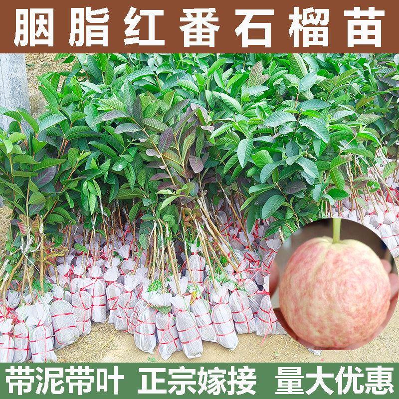 四季番石榴树苗胭脂红番石榴红心芭乐苗鸡屎果苗庭院地栽盆栽带泥