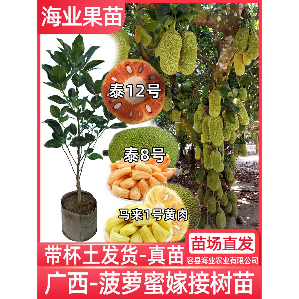 菠萝蜜树树苗嫁接印尼红肉泰国干苞海南四季榴莲蜜木菠萝蜜果树苗
