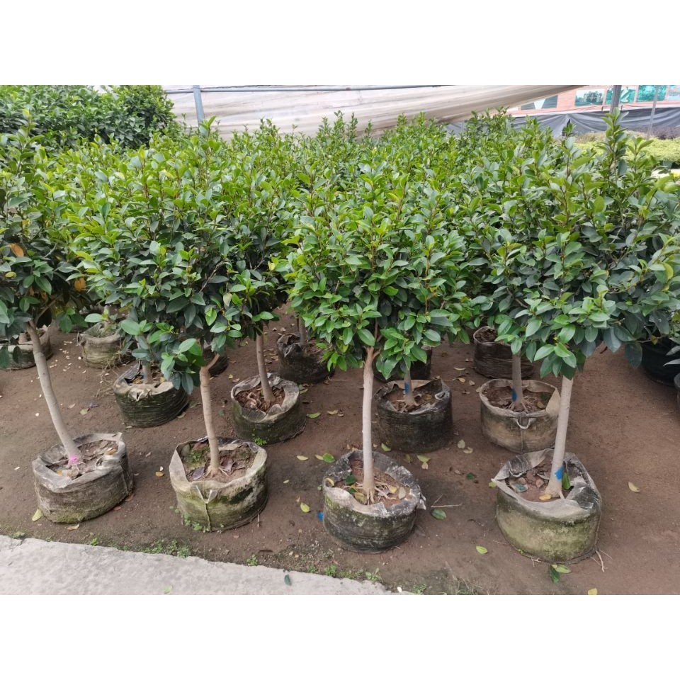 含笑花苗香妃花树浓香型四季花卉植物庭院阳台当年开花四季青耐寒