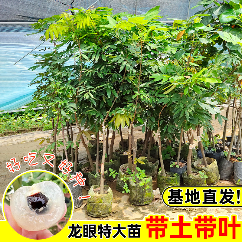 广西龙眼树苗正宗桂圆树苗储良石硖四季嫁接果苗地栽盆栽南方种植