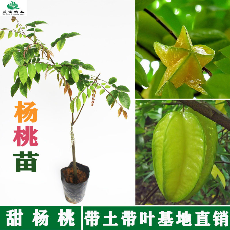 杨桃树苗嫁接四季甜杨桃苗南方种植当年结果盆栽地栽阳台带土带叶