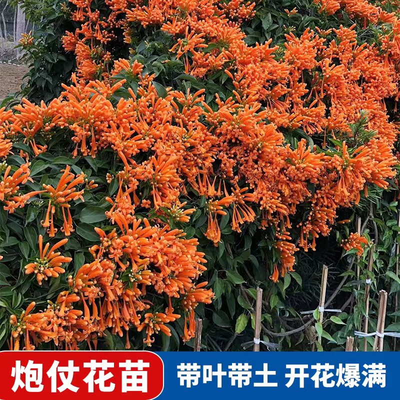 爬藤植物炮仗花苗盆栽四季常绿垂吊攀爬植物庭院阳台围墙爬藤花苗