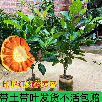 新品种印尼红肉菠萝蜜苗红心菠萝树苗盆栽地栽耐寒南北方当年结果