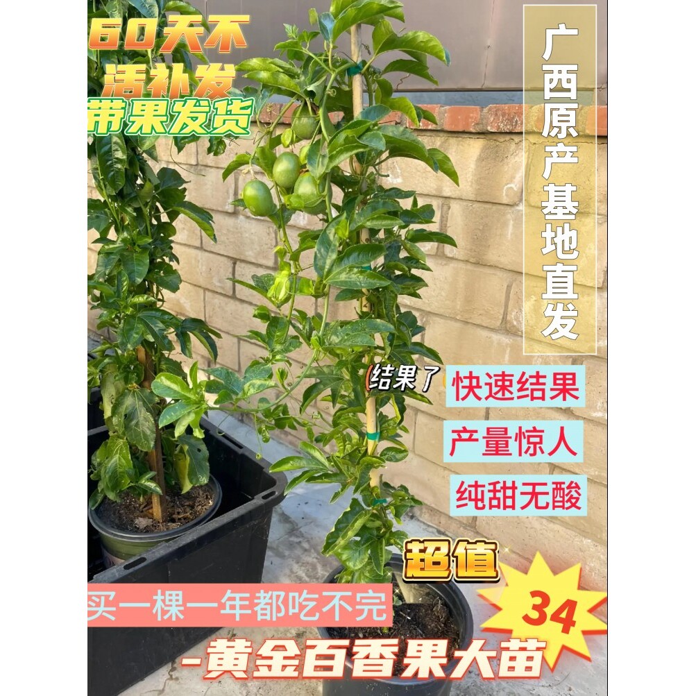 广西黄金超甜大果9号正宗百香果树苗嫁接苗四季结果阳台种植庭院