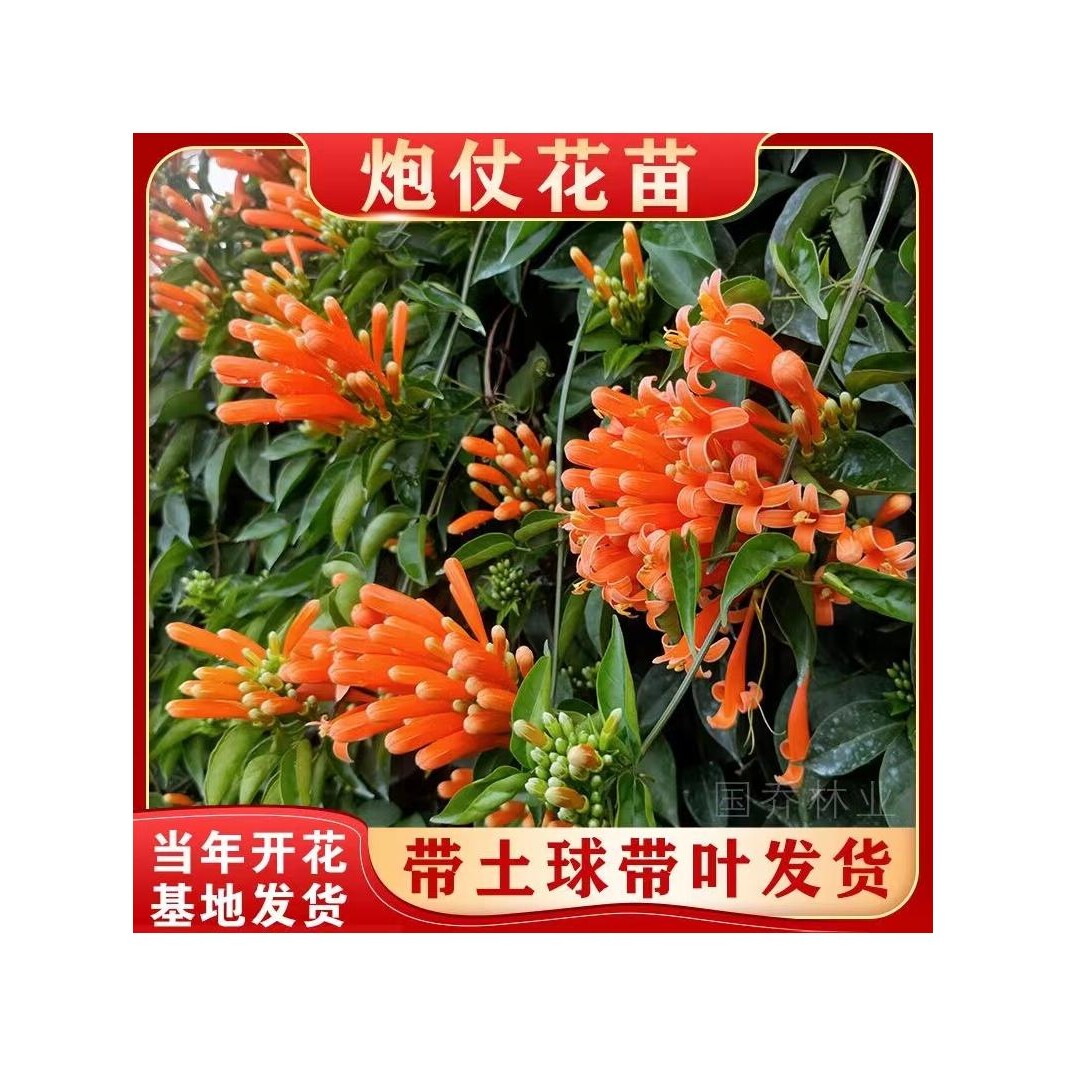 爬藤植物炮仗花苗盆栽四季常绿垂吊攀爬植物庭院阳台围墙爬藤花苗
