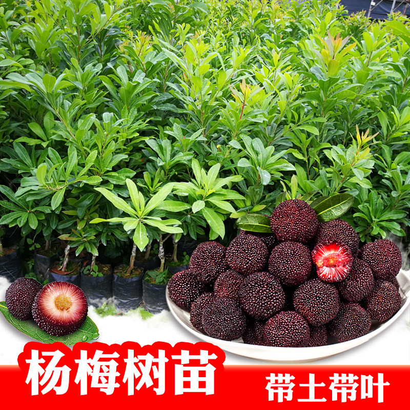 杨梅树苗嫁接东魁杨梅树苗六月杨梅迟熟早熟带叶带土发货